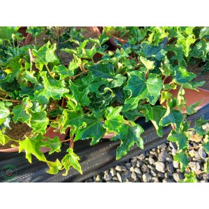 Brečtan popínavý (Hedera helix) ´CRISPA´ ∅ 30-50 cm, kont. C2L